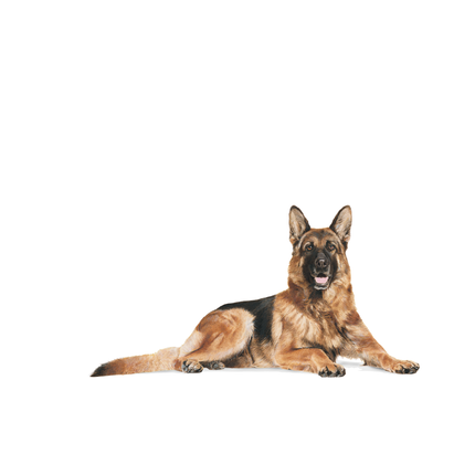 Royal Canin German Shepherd 5+ Dry Dog Food