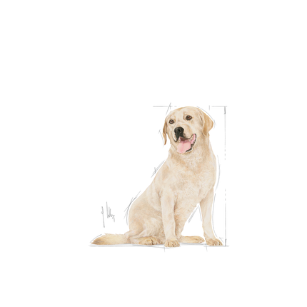 Royal Canin Labrador Retriever 5+ Adult Dry Dog Food