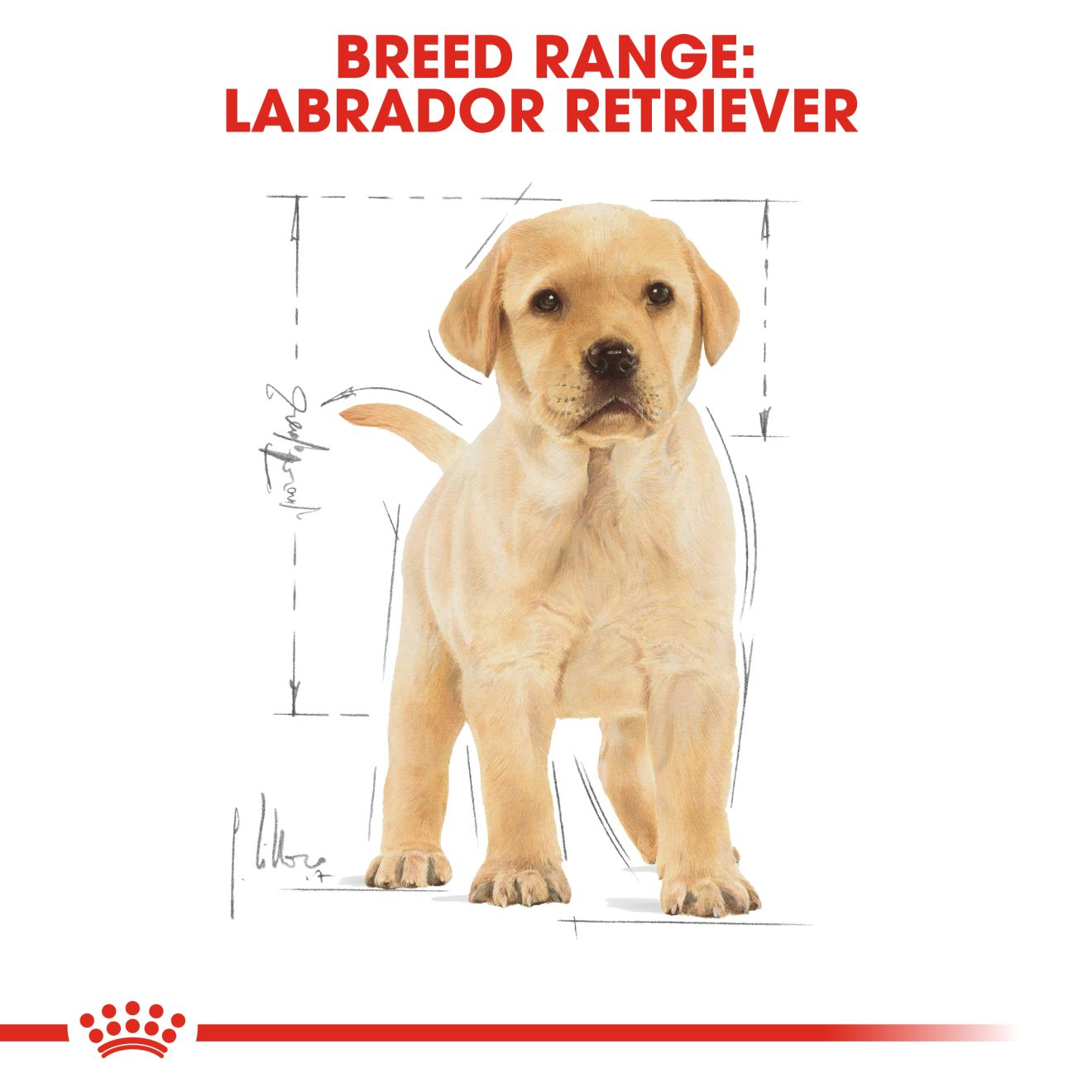 Royal Canin Labrador Retriever Puppy Dry Dog Food Pets Lifestyle