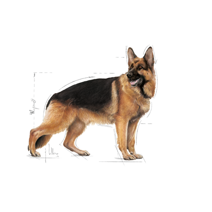 Royal Canin Maxi 4 kg Dry Adult Dog Food