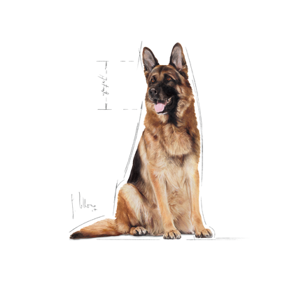 Royal Canin Maxi Adult 5+ Dry Dog Food