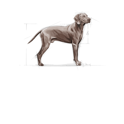 Royal Canin Maxi Dermacomfort Large Breed Dry Adult Dog Food