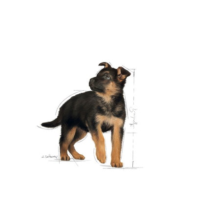 Royal Canin Maxi Puppy Dry Dog Food