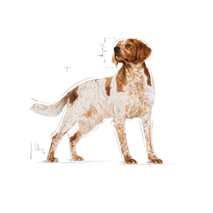 Royal Canin Medium Adult Wet Dog Food