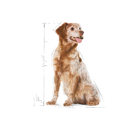 Royal Canin Medium Adult Dry Dog Food