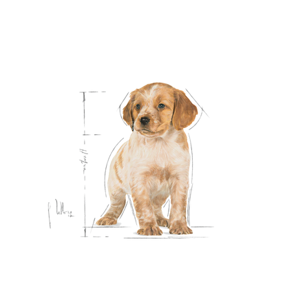 Royal Canin Medium Puppy Wet Dog Food