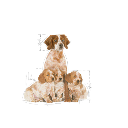Royal Canin Medium Starter Dry Dog Food