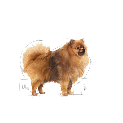 Royal Canin Mini Indoor Adult Dry Dog Food