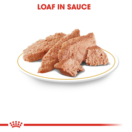 Royal Canin Poodle Adult Wet Dog Food