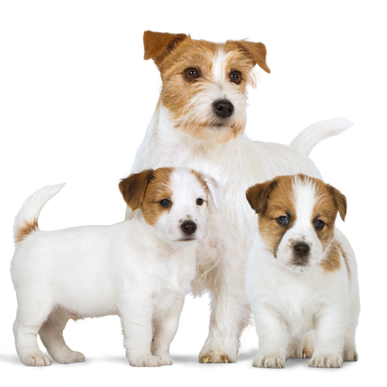 Royal Canin Starter Mousse Mother & Baby Dog Wet Food